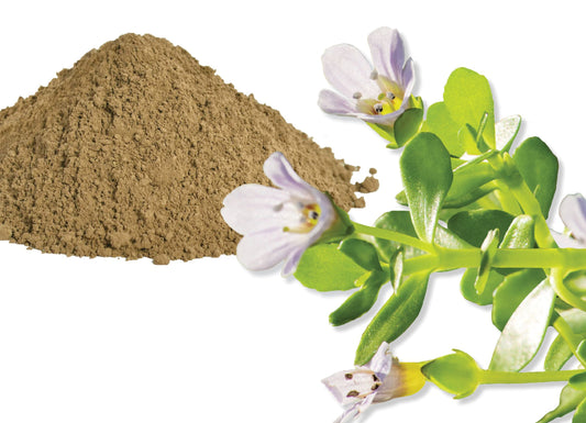 Benefits of Bacopa on your Health