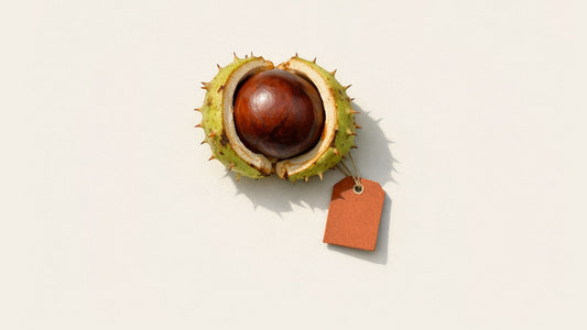 A horse chestnut in its split husk with a blank orange tag
