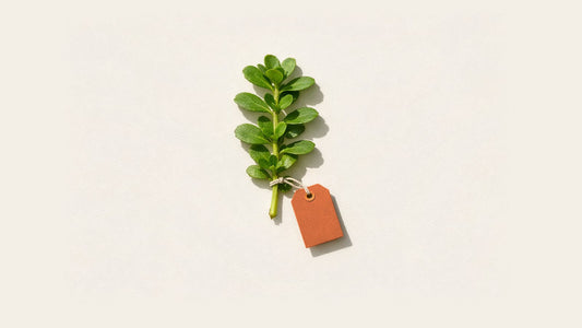 A fresh sprig of bacopa with small green leaves and a blank orange tag on white paper